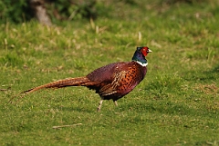 David Plant Photography - Wildlife Photography - Pheasant - D